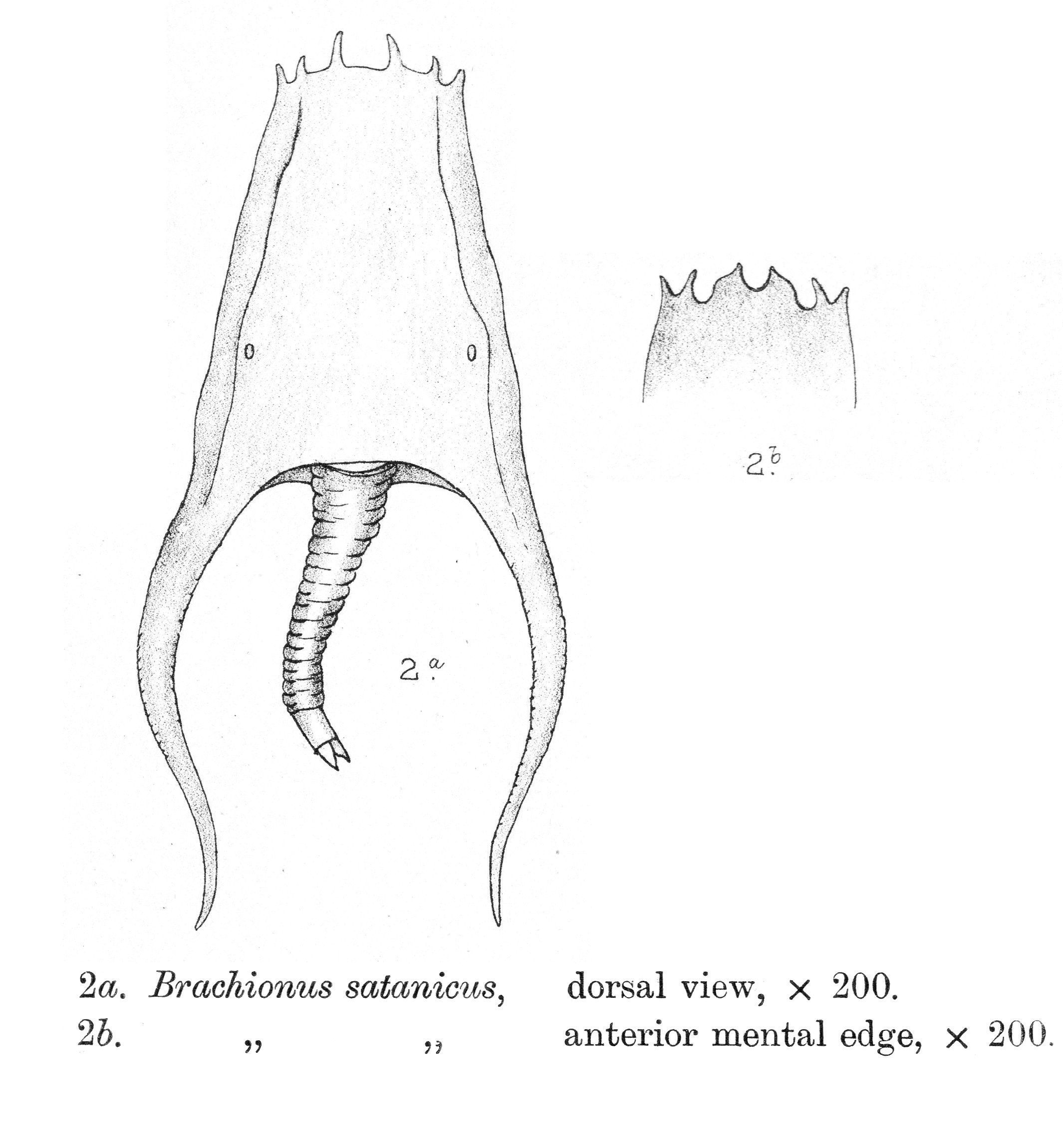 Image of Brachionus satanicus Rousselet 1913