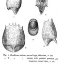 Image of Brachionus sericus Rousselet 1907