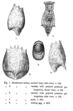 Image of Brachionus sericus Rousselet 1907