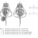 Image of Brachionus spatiosus Rousselet 1912