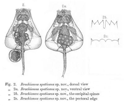 Sivun Brachionus spatiosus Rousselet 1912 kuva