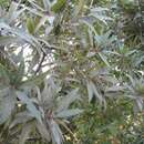 Image of Quercus confertifolia