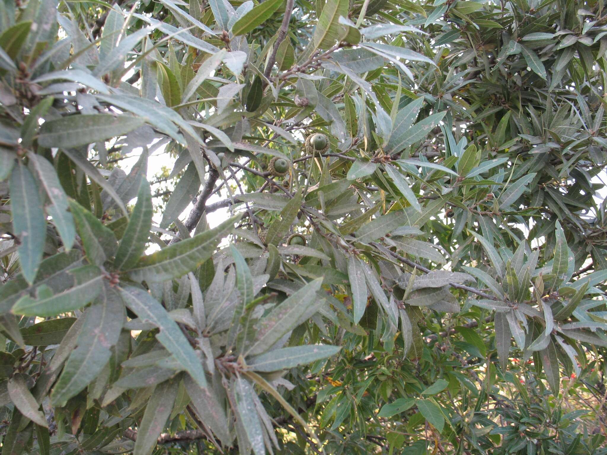 Image of Quercus confertifolia