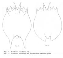 Image of Brachionus variabilis Hempel 1896