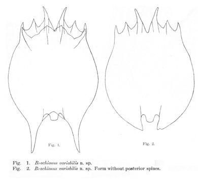 Image of Brachionus variabilis Hempel 1896