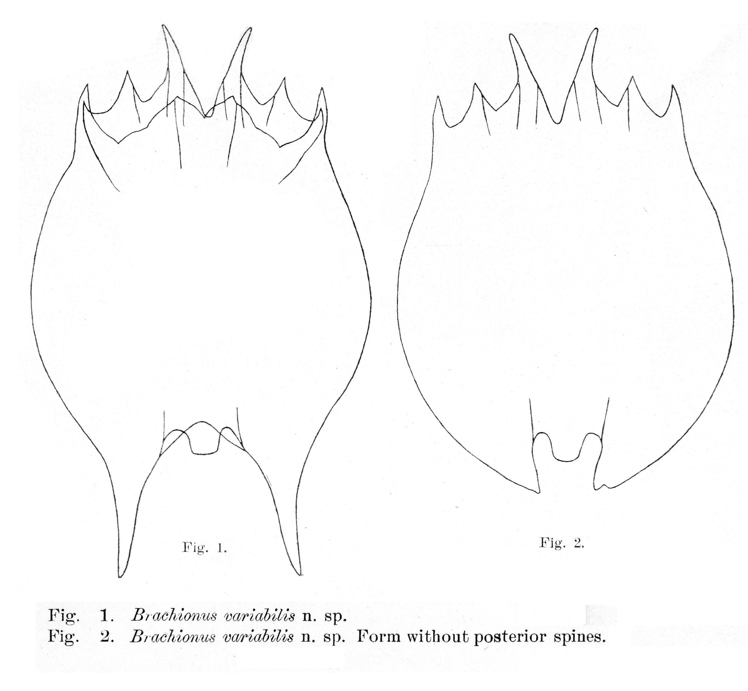 Image of Brachionus variabilis Hempel 1896