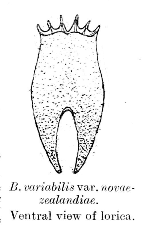 Image of Brachionus novaezealandiae Morris 1913
