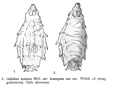 Image of <i>Macrotrachela aculeata homospina</i>