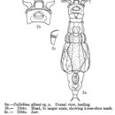 Image of Macrotrachela allani (Murray 1911)