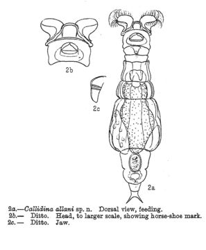 Image of Macrotrachela allani (Murray 1911)