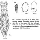 Image of Habrotrocha angularis (Murray 1910)