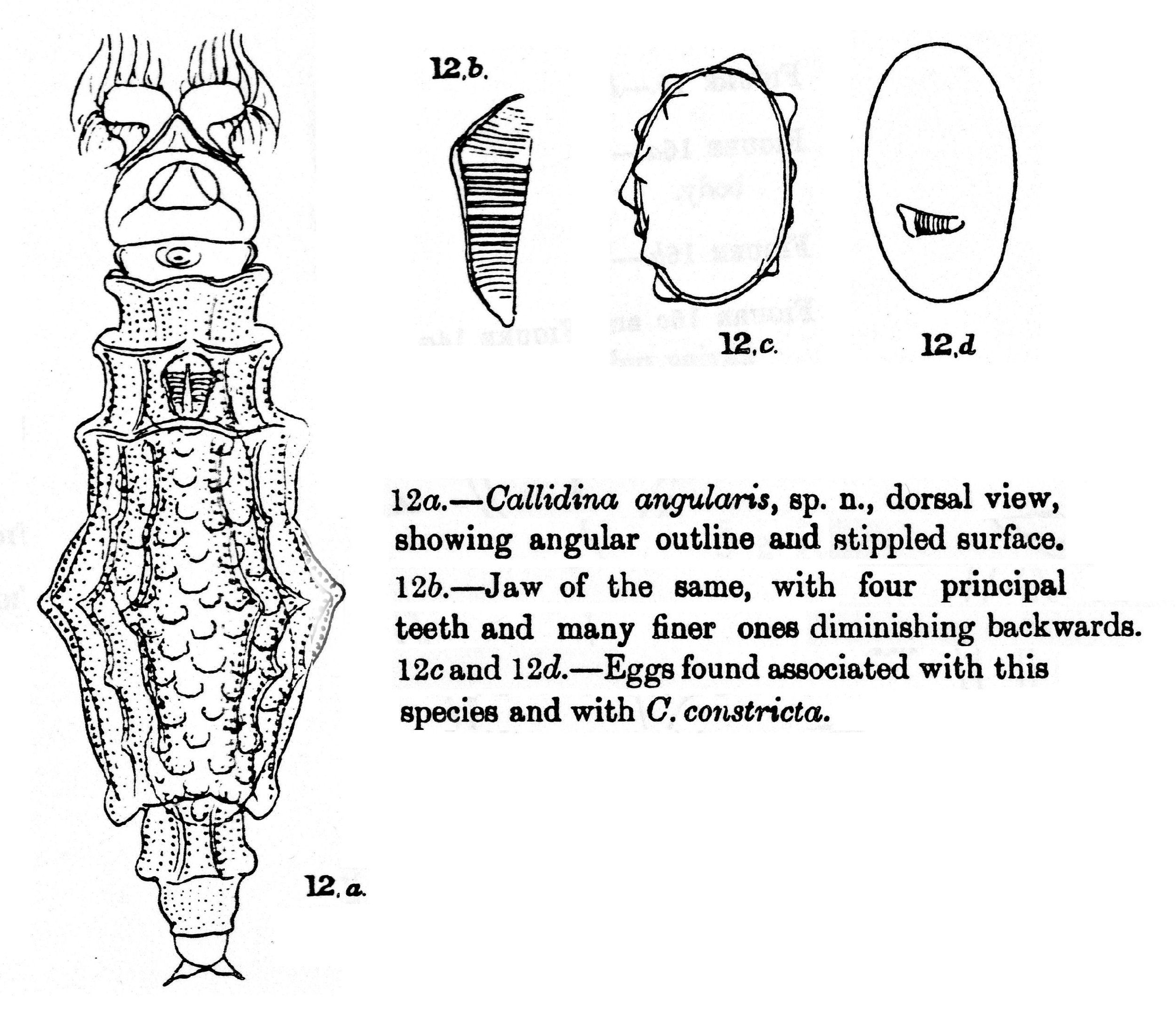 Image of Habrotrocha angularis (Murray 1910)