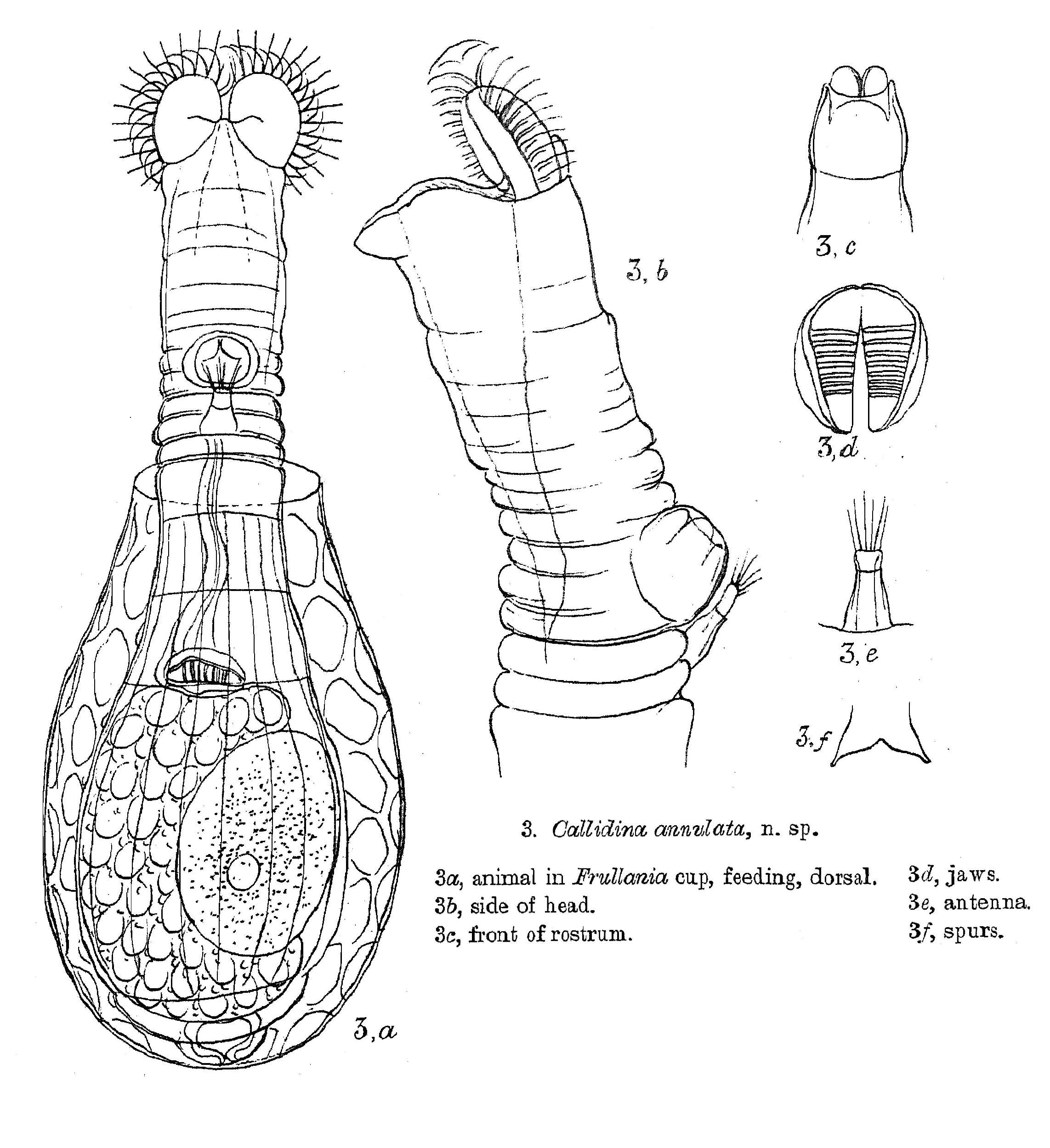 Image of Habrotrocha annulata (Murray 1905)