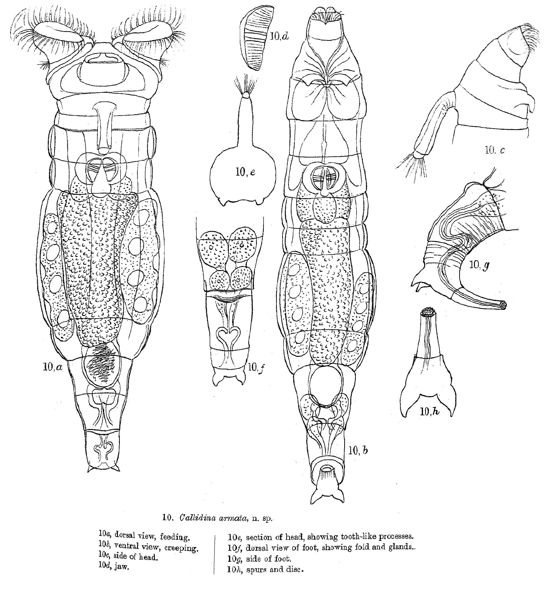Image of Mniobia armata (Murray 1905)