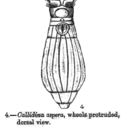 Image of Habrotrocha aspera (Bryce 1892)