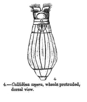 Image of Habrotrocha aspera (Bryce 1892)