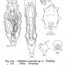 Image of Macrotrachela asperula (Murray 1911)