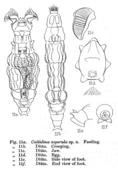 Image of Macrotrachela asperula (Murray 1911)