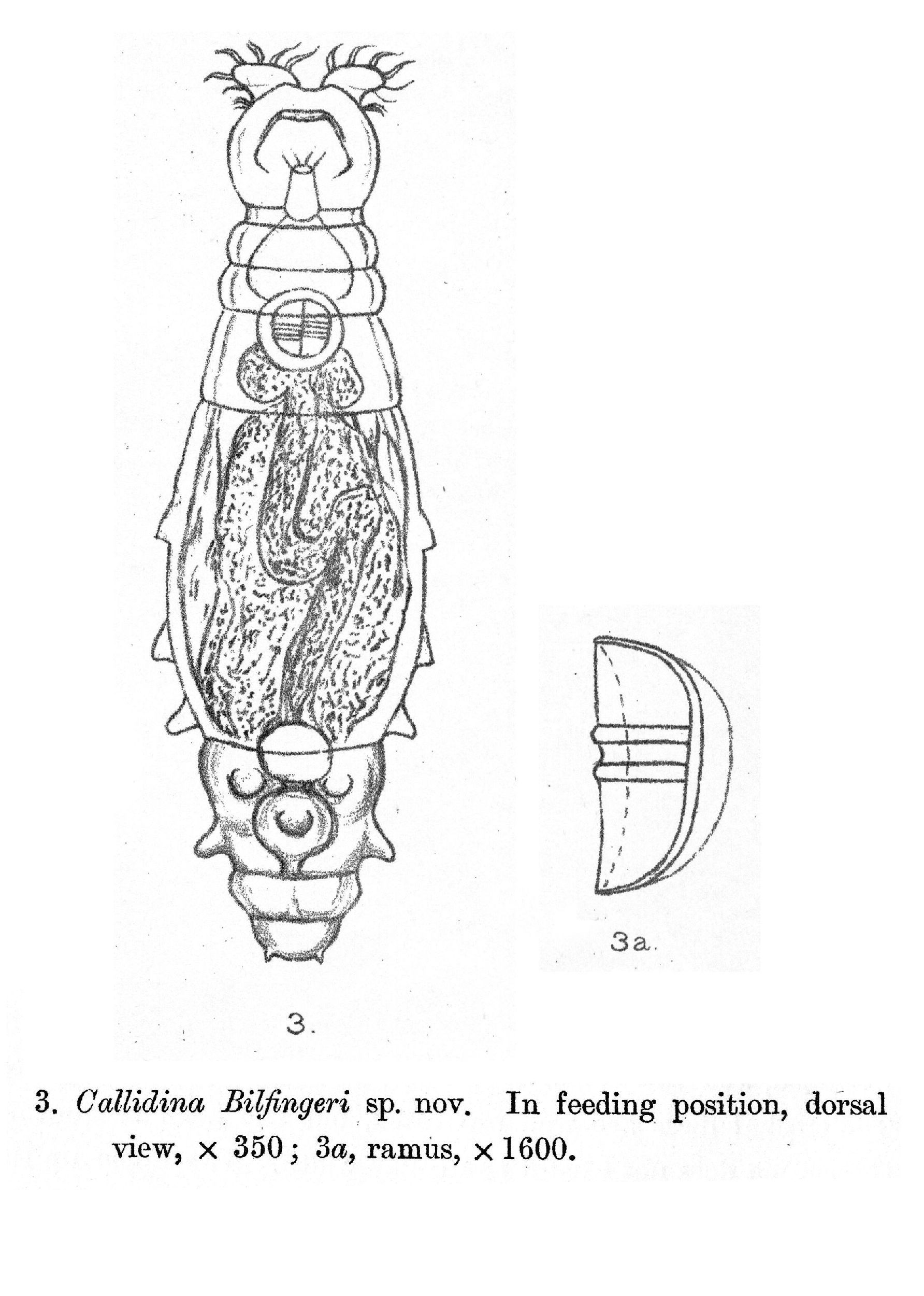 Image of Macrotrachela bilfingeri (Bryce 1913)