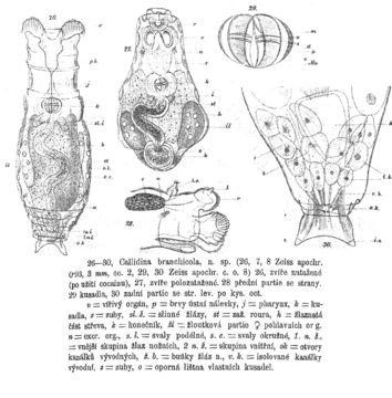 Imagem de Mniobia branchicola (Nemec 1895)