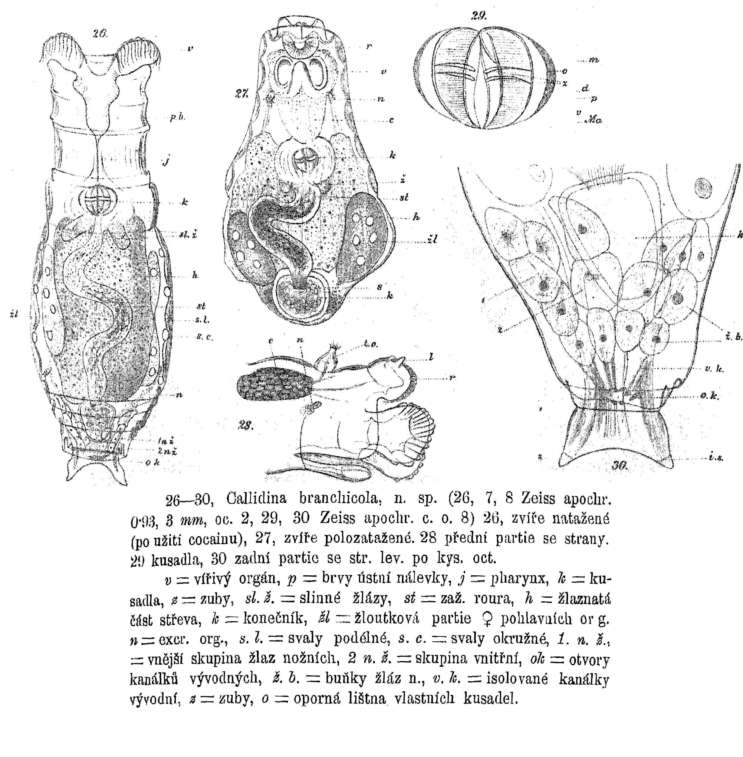 Image of Mniobia branchicola (Nemec 1895)