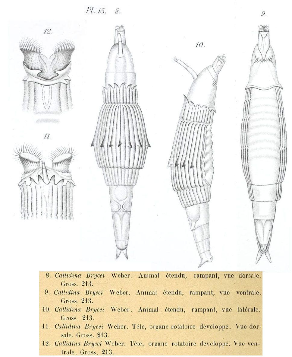 Image of Pleuretra brycei (Weber 1898)