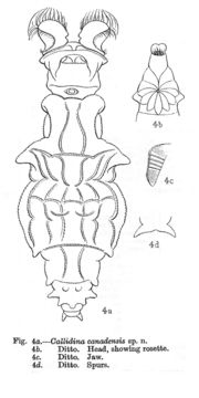 Image of Macrotrachela canadensis (Murray 1911)