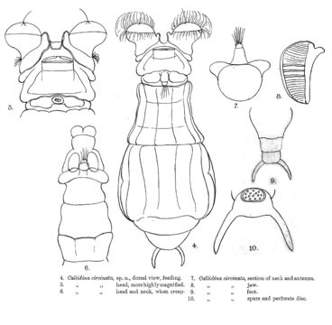 Image of Mniobia circinata (Murray 1908)