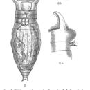 Image of Ceratotrocha cornigera (Bryce 1893)