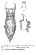 Image of Ceratotrocha cornigera (Bryce 1893)