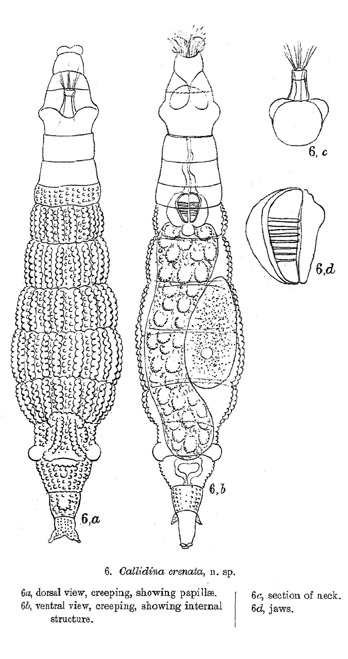 Image of <i>Habrotrocha crenata</i>