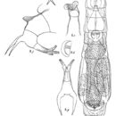 Image of Macrotrachela crucicornis (Murray 1905)