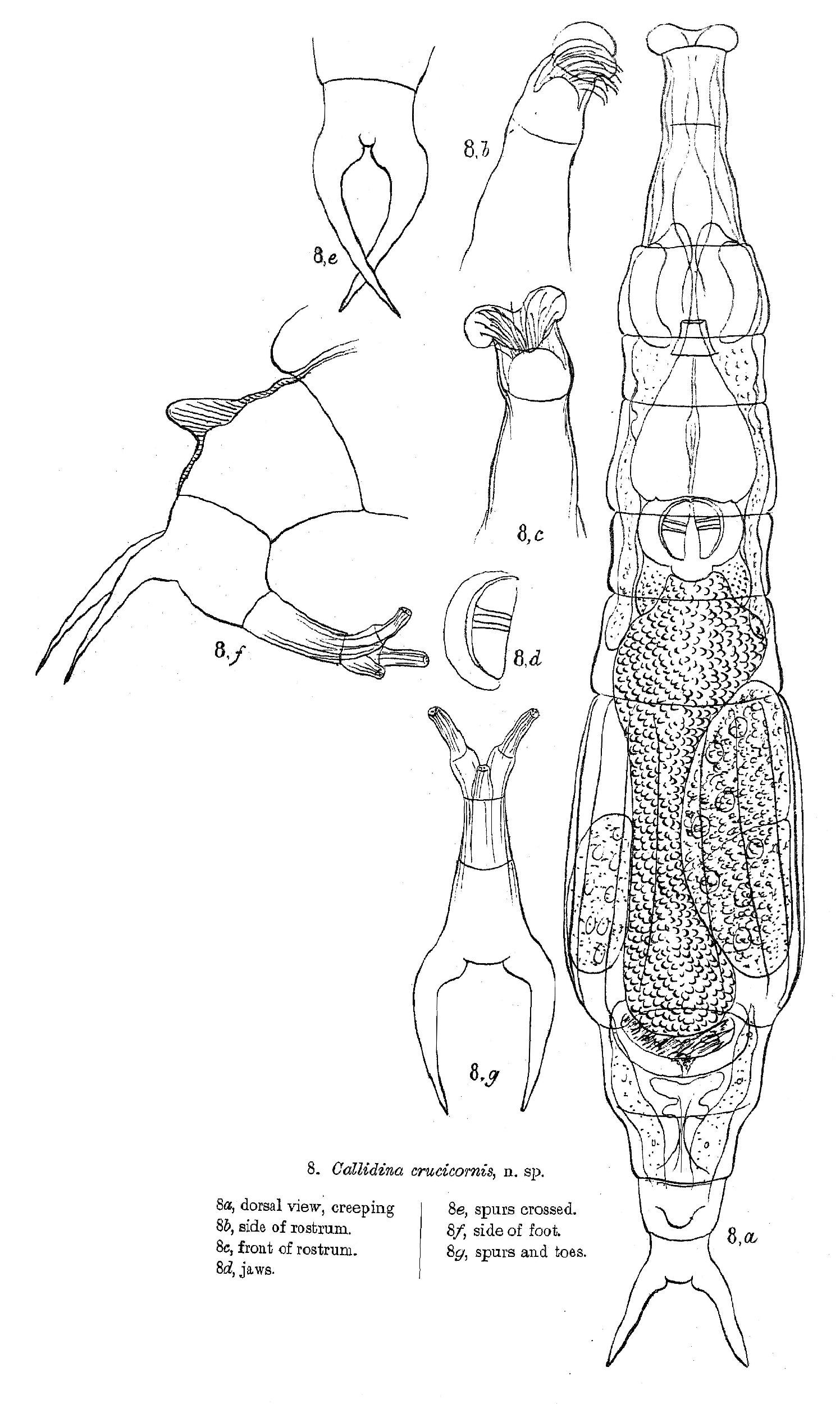 Image of Macrotrachela crucicornis (Murray 1905)