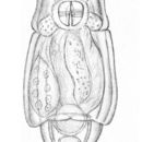 Image of Macrotrachela decora (Bryce 1912)