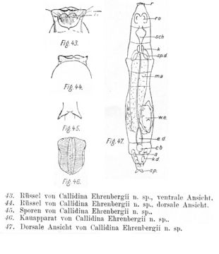 Image of Macrotrachela ehrenbergii (Janson 1893)