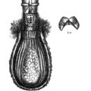 Image of Habrotrocha eremita (Bryce 1894)