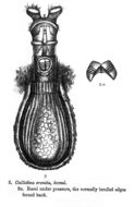 Image of Habrotrocha eremita (Bryce 1894)