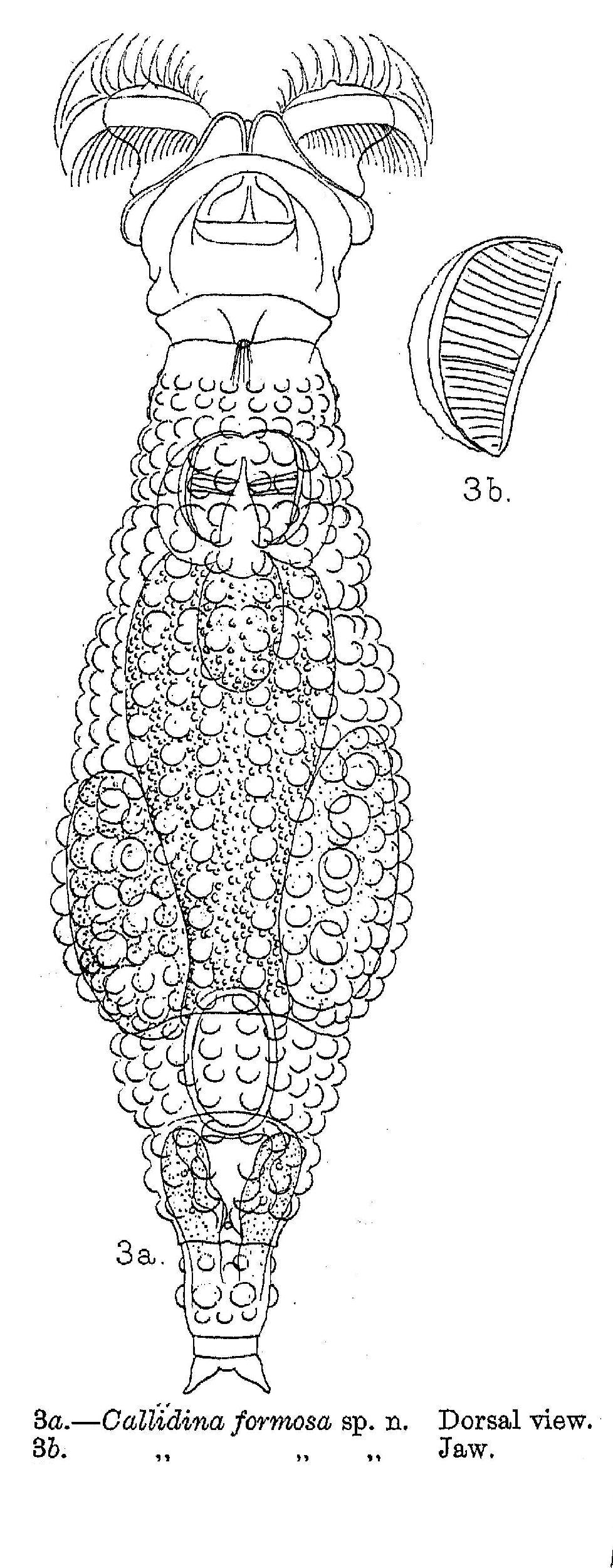 Image of Macrotrachela formosa (Murray 1906)
