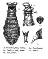 Image of Habrotrocha fusca (Bryce 1894)