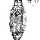 Image of Macrotrachela habita (Bryce 1894)