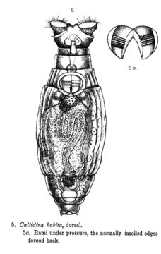 Image of Macrotrachela habita (Bryce 1894)