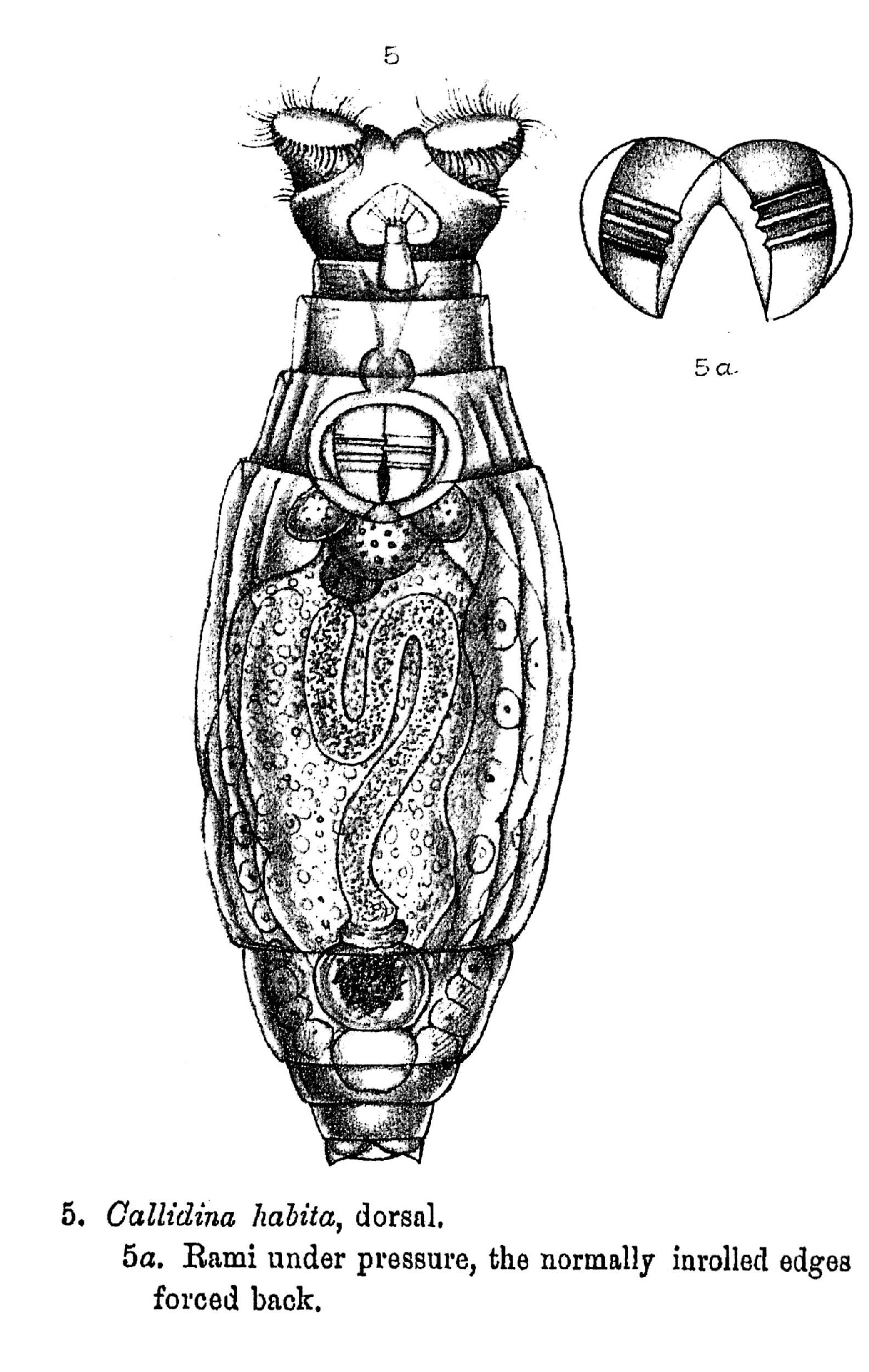 Image of Macrotrachela habita (Bryce 1894)