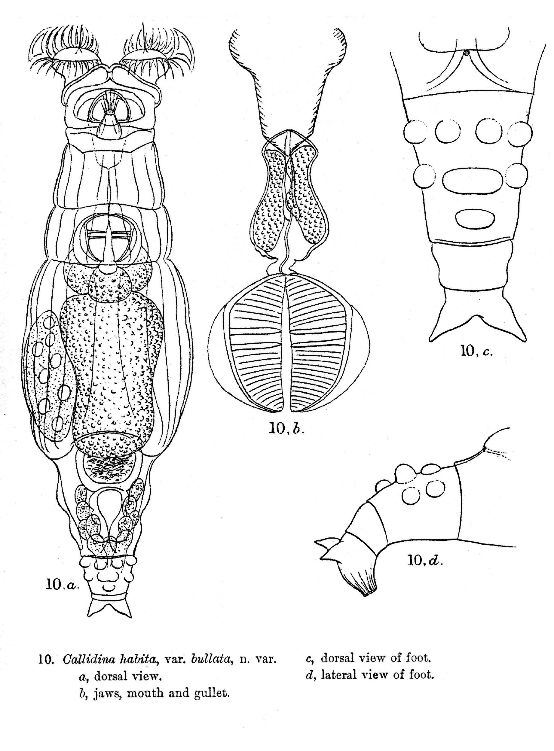 Image of Macrotrachela bullata (Murray 1906)