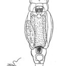 Image of Macrotrachela hewitti (Murray 1911)