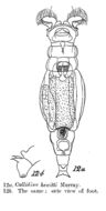 Image of Macrotrachela hewitti (Murray 1911)