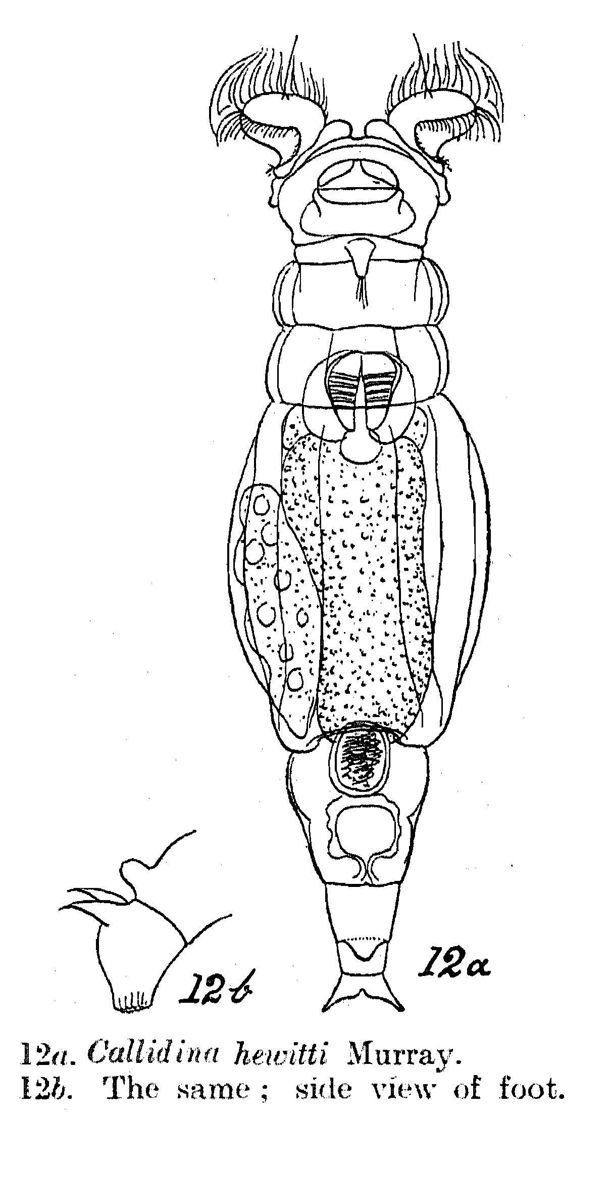 Image of Macrotrachela hewitti (Murray 1911)