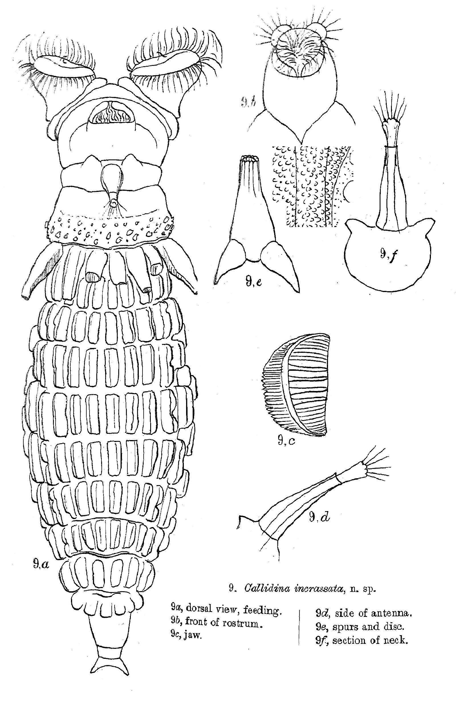 Image of Mniobia incrassata (Murray 1905)