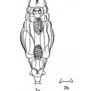 Image of Macrotrachela lepida (Murray 1911)
