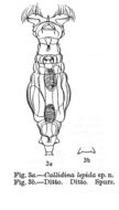 Image of Macrotrachela lepida (Murray 1911)