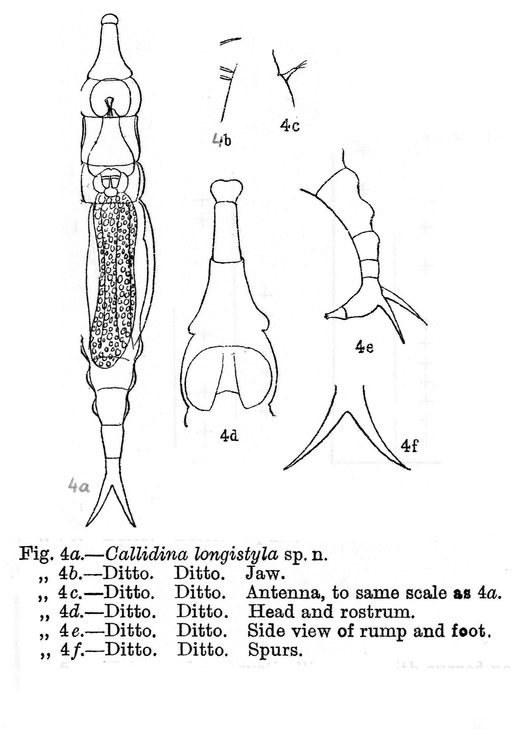 Image of Macrotrachela longistyla (Murray 1911)